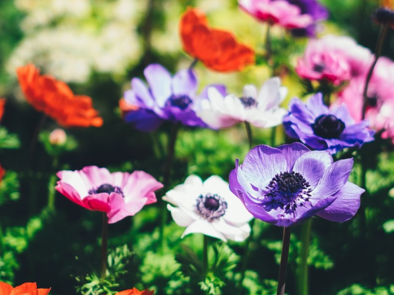 Introduce Yourself (Example&nbsp;Post)